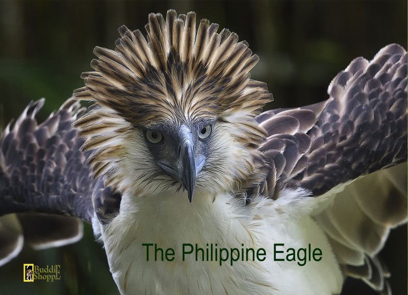 Philippine Eagle 2
